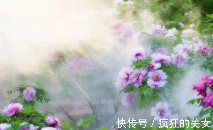 不第后赋菊|农历几月出生，你就是什么花，美轮美奂