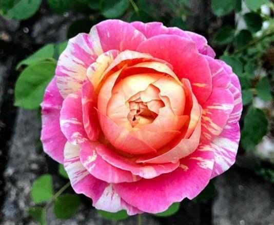 寓意超好的旺运花,吉祥又喜庆,年年开花美翻