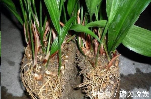好看似兰花，比绿萝好养10倍，养盆一叶兰，年年挤爆盆