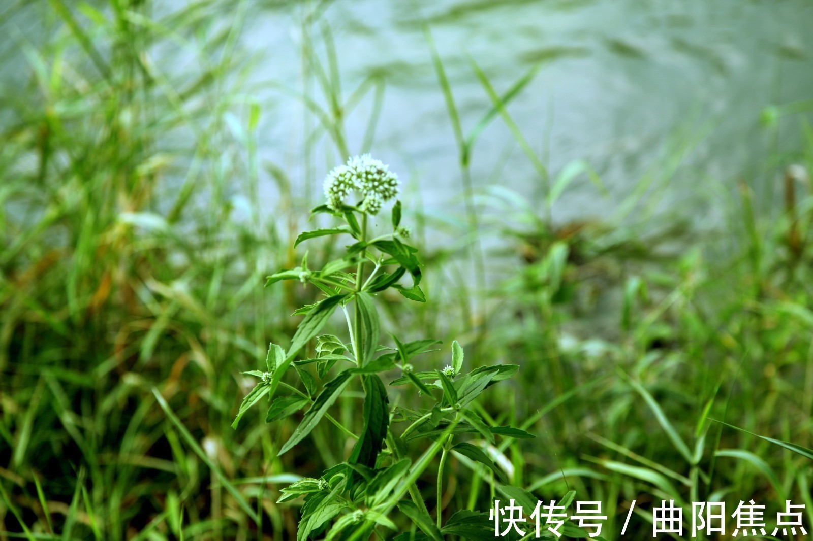 大美|大美齐村镇山水北雅握村（八）