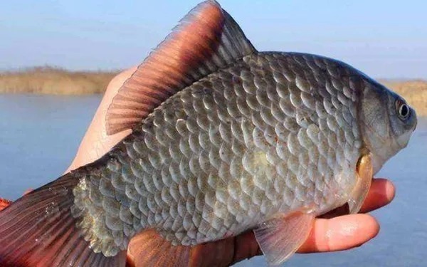 没料到蚯蚓饵这样用,鲫鲤鱼钓个不停!照着做,你也可以连竿不断!