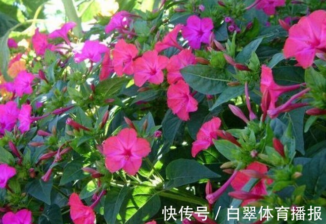 花期时间比较长的4种花,寓意“仕途长长久久”,很多人已经在养