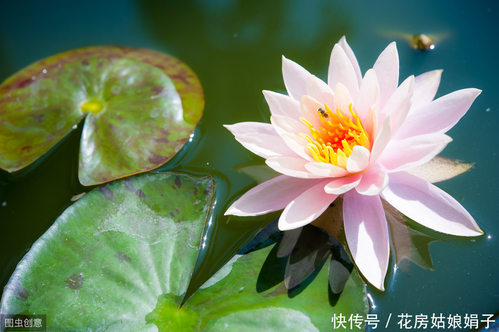 3月栽进水缸的睡莲，掌握4个养殖技巧，才5月初，花就爆缸