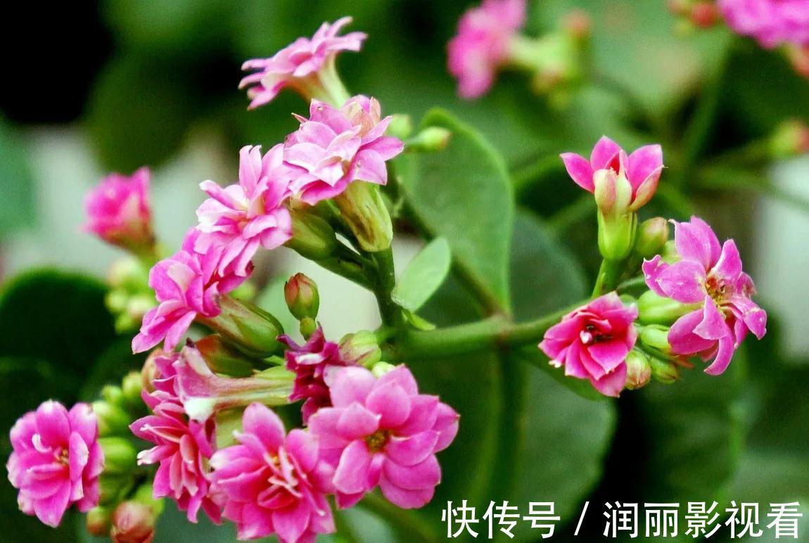 温暖|冬天客厅养3种花,好养好看寓意好,关键是美观大方