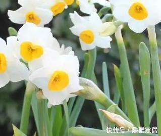 发酵|养花就用这三种神仙水,比花肥好用100倍,养啥都能爆满盆