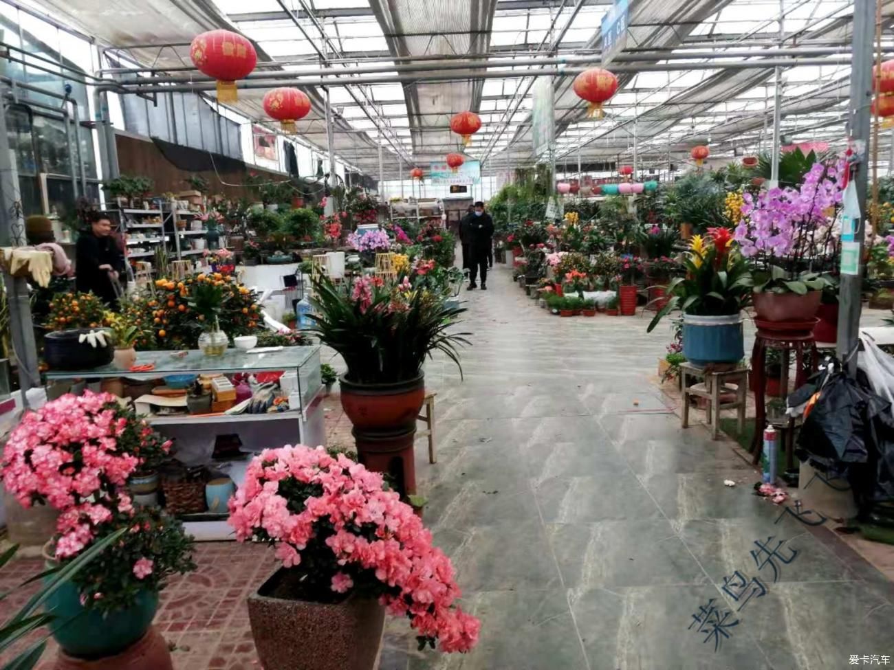 临桂这个花鸟市场很不错-桂林生活网新闻中心