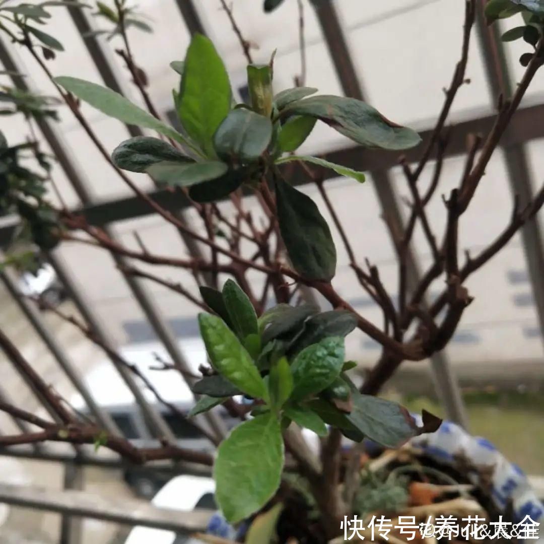 过完年，垃圾桶周围多了不少花，又要开始捡破烂儿了