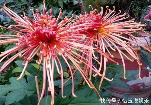 绣球花|这几种花入秋就别动了,剪错地方花芽全掉了,明年开花都成问题