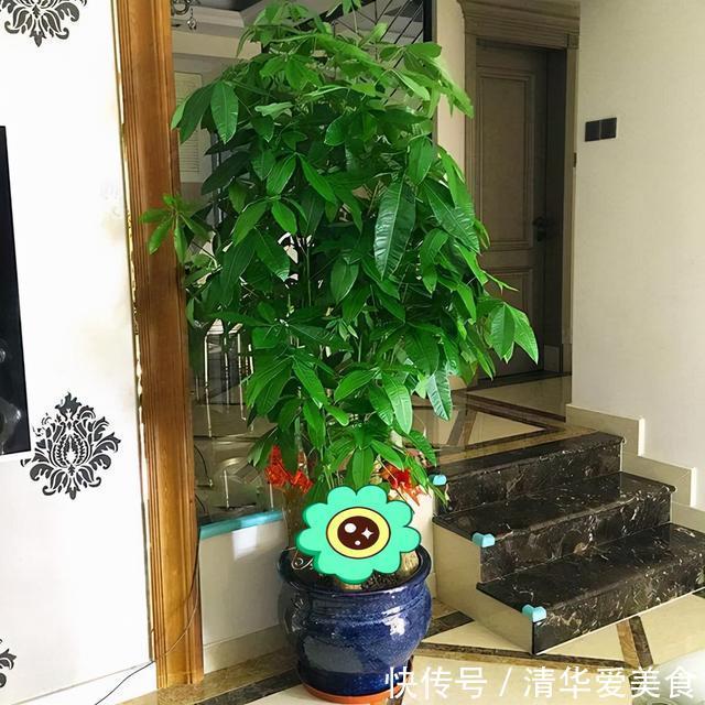 室内想养“大盆镇宅花”,建议从这10种里面选,听名字就很霸气
