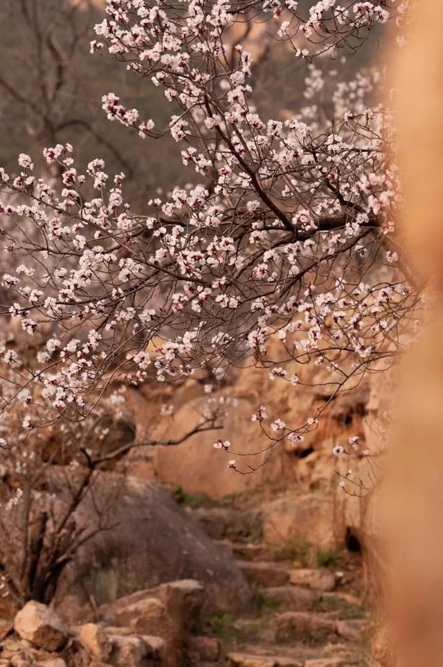 杏花|背靠五莲山！久负赏花盛名，今日一见确实惊叹