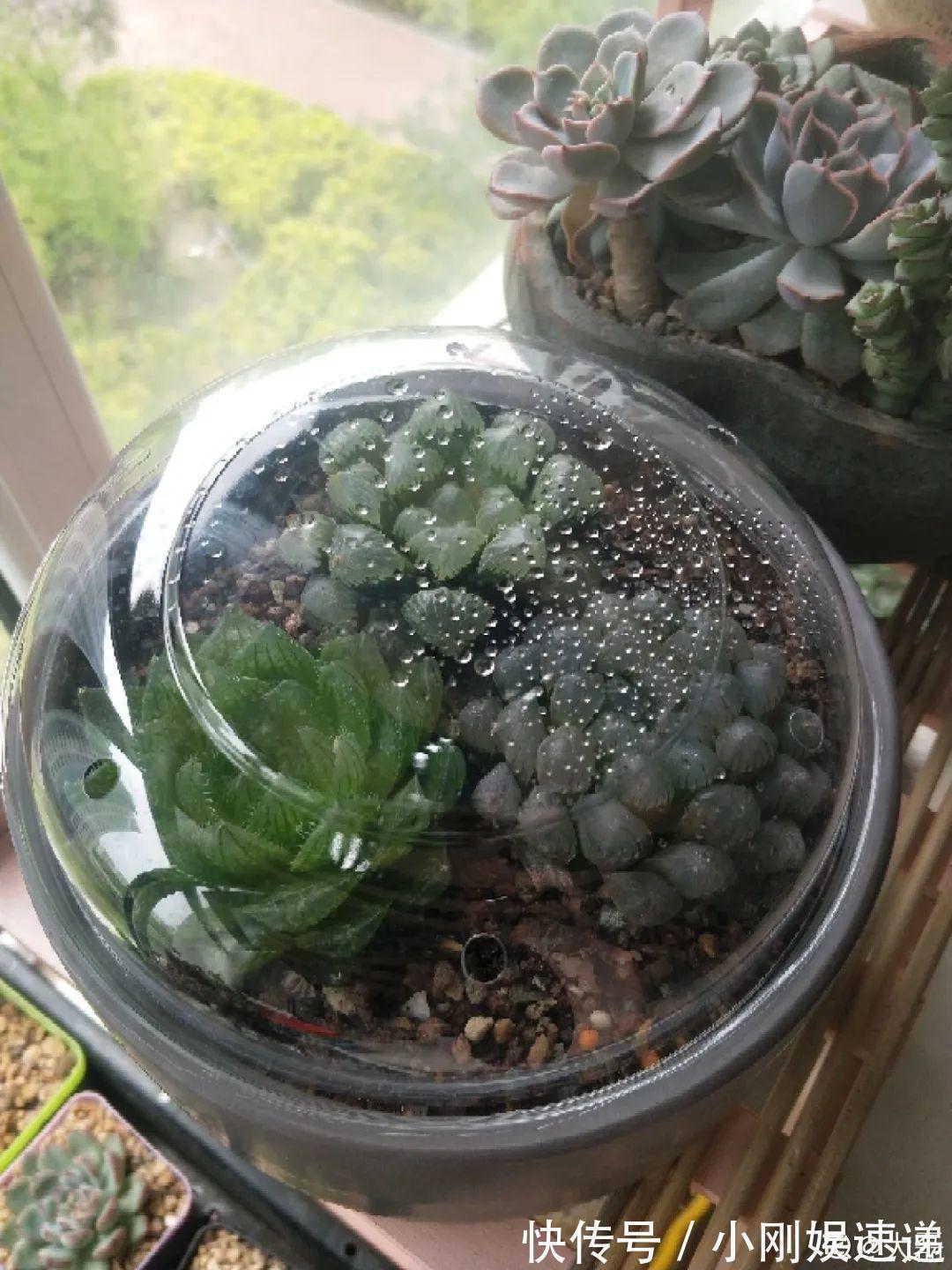 叶片|10种花特怕晒,越晒越黄叶,搬阴凉地儿才能活!