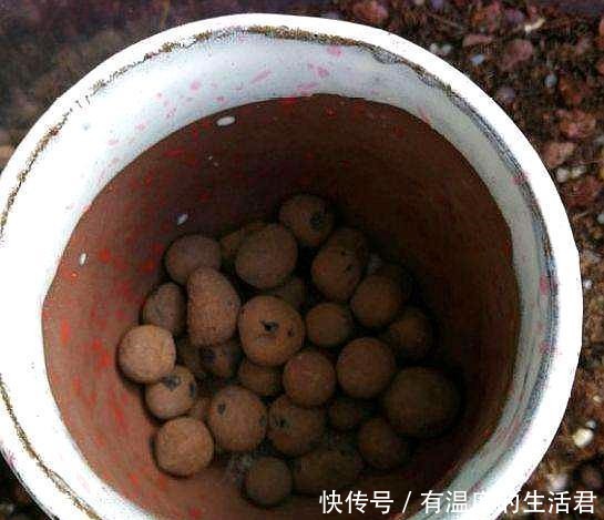 春季给花换盆,5个错误不要犯,不然服盆慢,难养活!