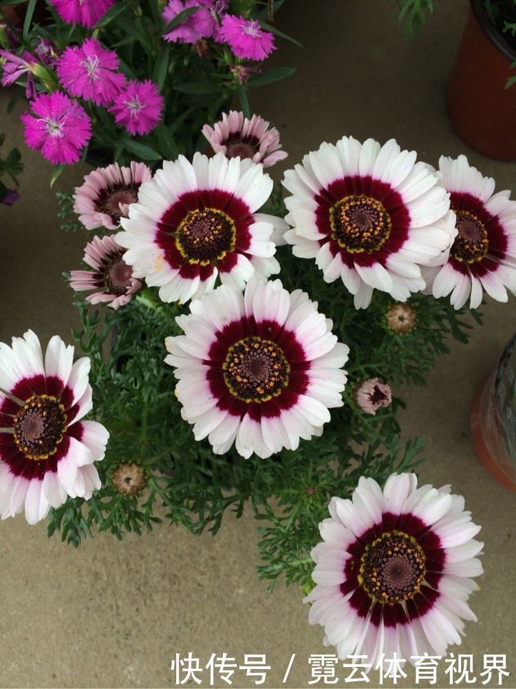 花海|这几款植物养在家里,一年四季开花不断,阳台开成花海!