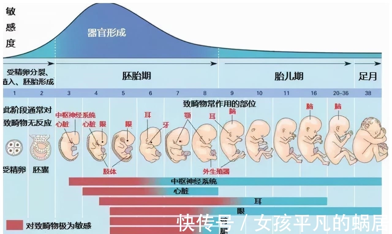 进化|为何动物生育后代如此轻松，而人类分娩时却疼得那么撕心裂肺？