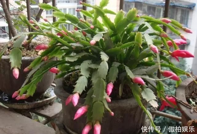 蟹爪兰摆放位置有“讲究”,一不小心就不开花,看你摆的对不对