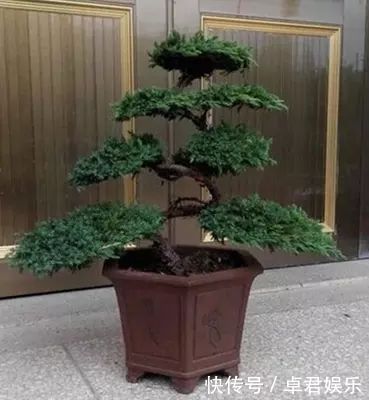 老祖宗传下的手艺,用树桩做盆景,极其珍贵,还不来一盆