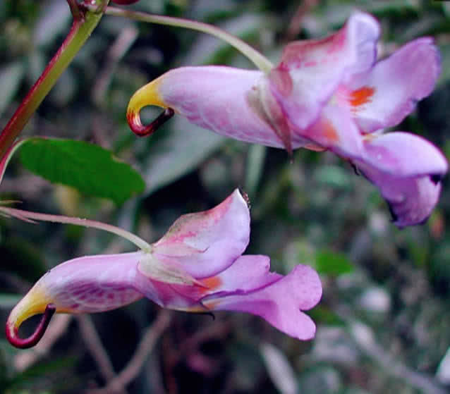 喜欢养花,不如养盆红花荷,开花非常漂亮,植株也比较优美