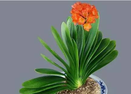 婆婆用这个方法养的君子兰，叶子油绿可爱，方法很简单