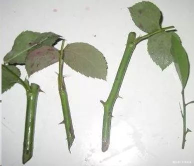 月季扦插只能等明年开春了,扦插小技巧,请先收好!