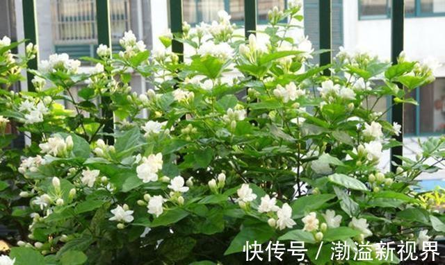 阶段|茉莉花“虚弱”的3个阶段！不能晒！越晒越傻