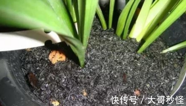 园艺新人适用的经验知识：将它们列入“养花配土”的原材料吧