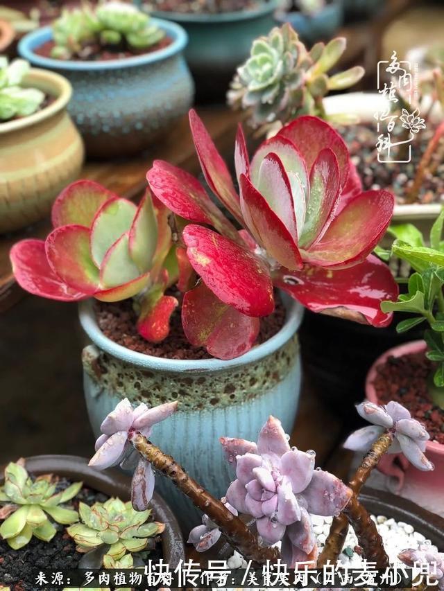 多肉,一位来自神奇大自然的良师益友!