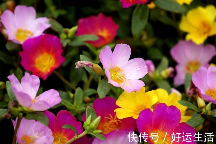 4种花被称为开花王，沾土就活，越热开花越多，养护简单漂亮