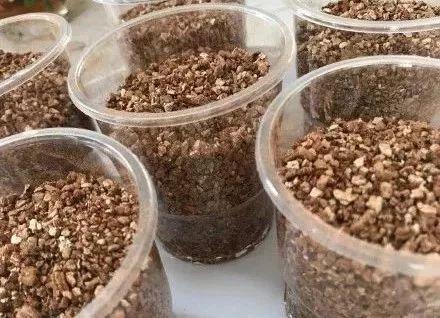 原来这些花开完后，把枝条剪下来插土里就能生根，一盆变多盆