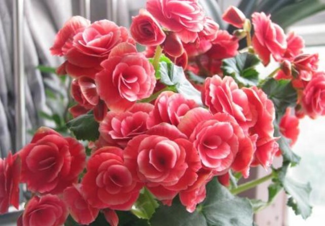 养丽格海棠，“关键细节”做好了，比施肥还管用，瞬间花开不断