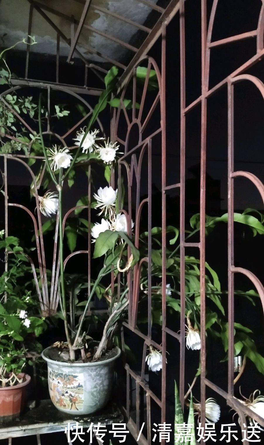 养了3年的昙花,终于开了50朵花,真是有“仙气”