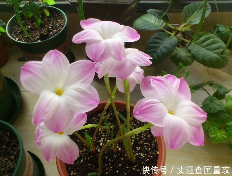 5种花很耐养,沾土就能活,净化空气,有吉祥富贵的美好寓意