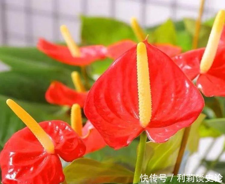 5种花适合冬天养，开花爆盆花期长，优雅美观