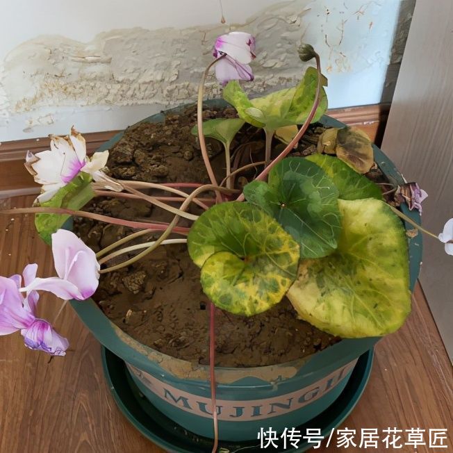 金钱树|夏天到了，8种花要及时控水，越热越不能浇水，一浇就出问题