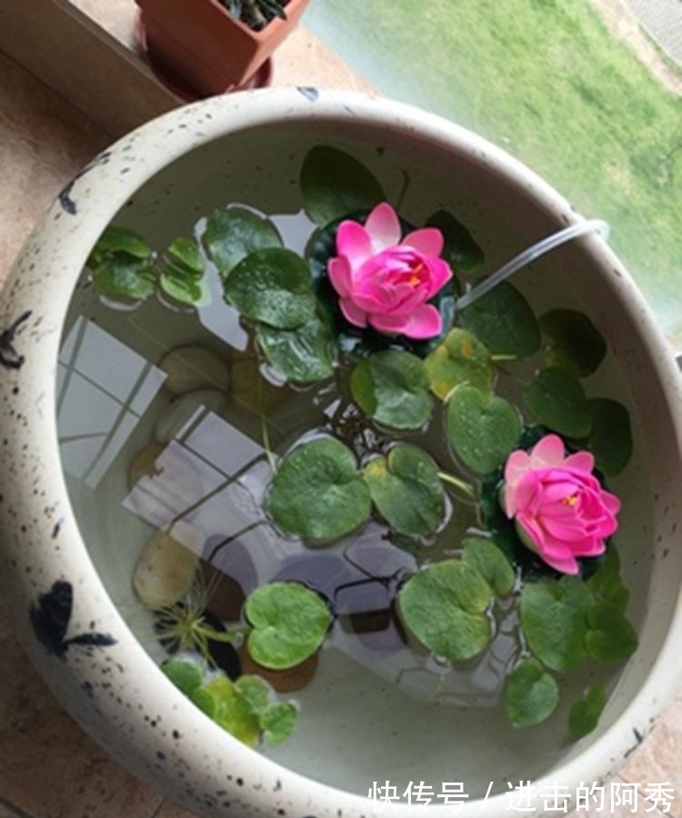 花卉|20种“坑人花”,真的很难养,没有三五年的养花经验,别入坑