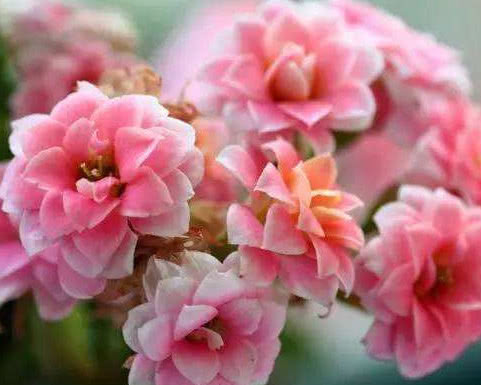 长寿花如何养护花开满枝头教你3个小技巧,长寿花茂盛又艳丽