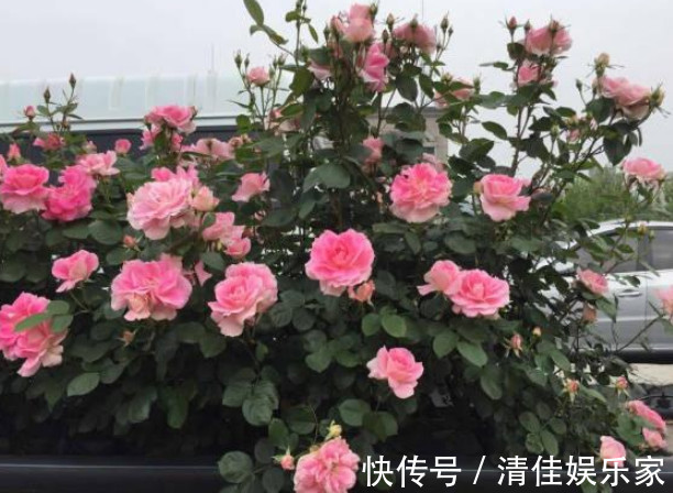 枝条|让“月季”开花不断学会3个方法,花芽嗖嗖冒,花大色艳开满盆