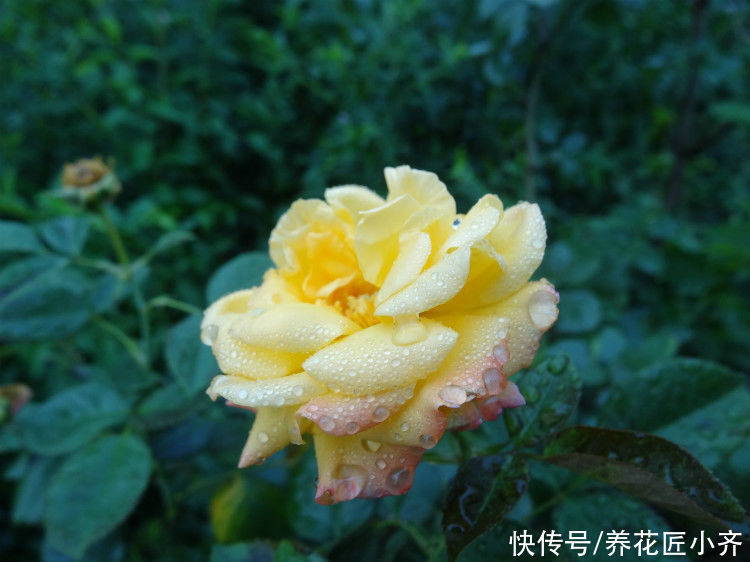 光合作用|月季叶片夏季掉光成“光杆”，不用着急，用这“四招”拯救它