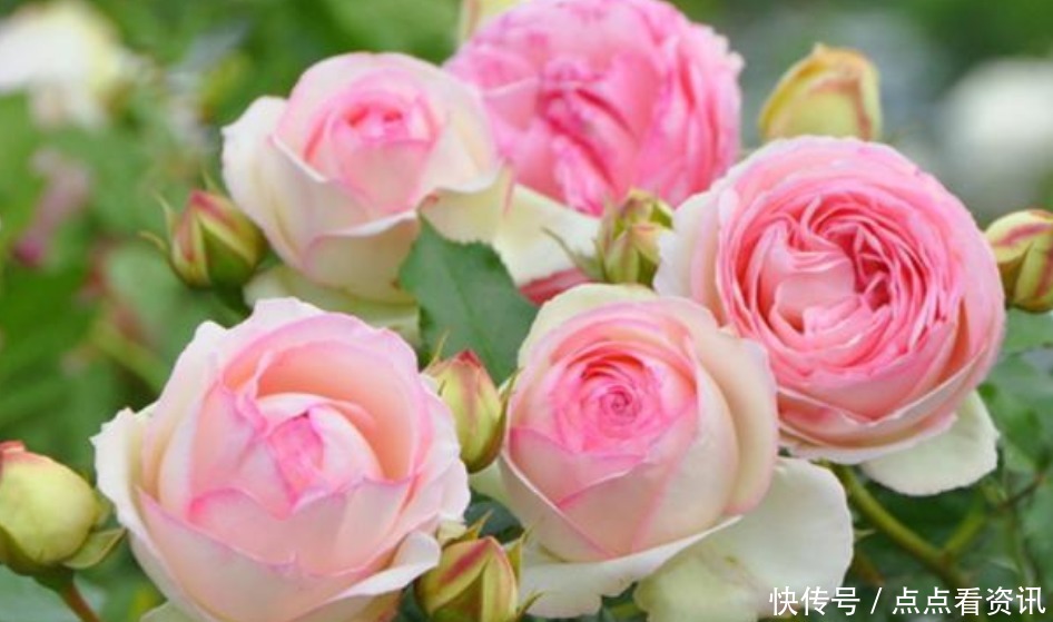 3种漂亮花，好养易活能爆盆，开花漂亮花期长，谁养谁喜欢