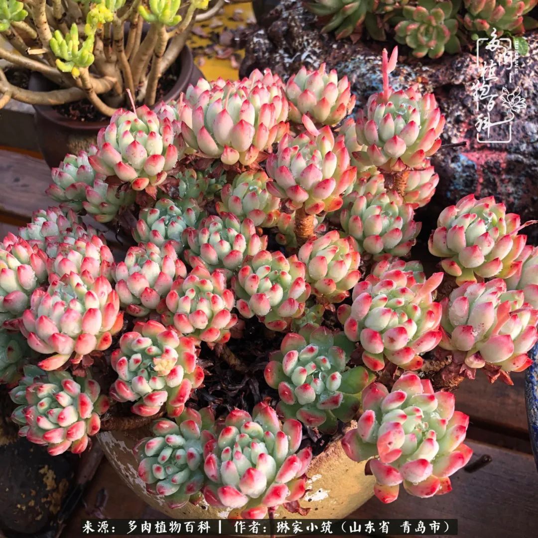 多肉|有史以来最厉害的一场寒潮，治好了我养多肉这些年的“坏毛病”