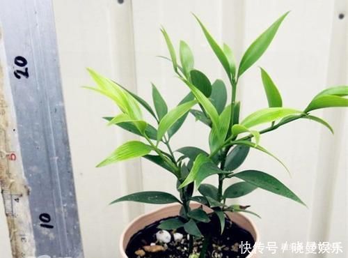 竹柏养成小巧的盆栽植物特别受欢迎,却不知它是高大树木