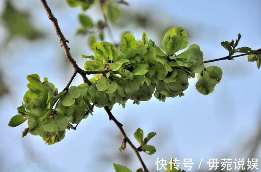 榆荚|藏在树上的“安眠菜”,营养丰富静心安神,现在不吃等一年