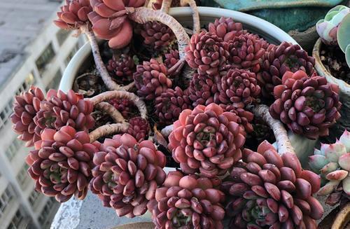 6种普货多肉,颜值高好养护,长成悬崖桩,看起来真过瘾!