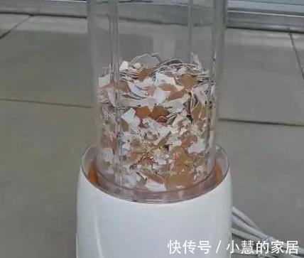 多肉加入这个天然有机肥后，保准多肉美肥美肥的