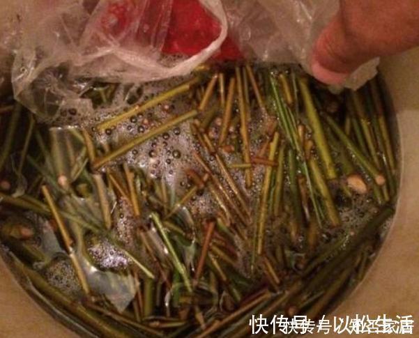 各种窍门制作“生根水”,不花钱的生根水只有1种,别盲目使用