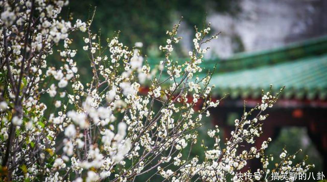 万里春&一首清新脱俗的咏梅诗,不仅写出了新意,同时每一句还另有深意!