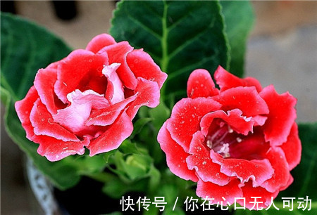 花卉|喜欢在家中养护花卉,就选花期长,花色艳丽的3种花卉,值得拥有