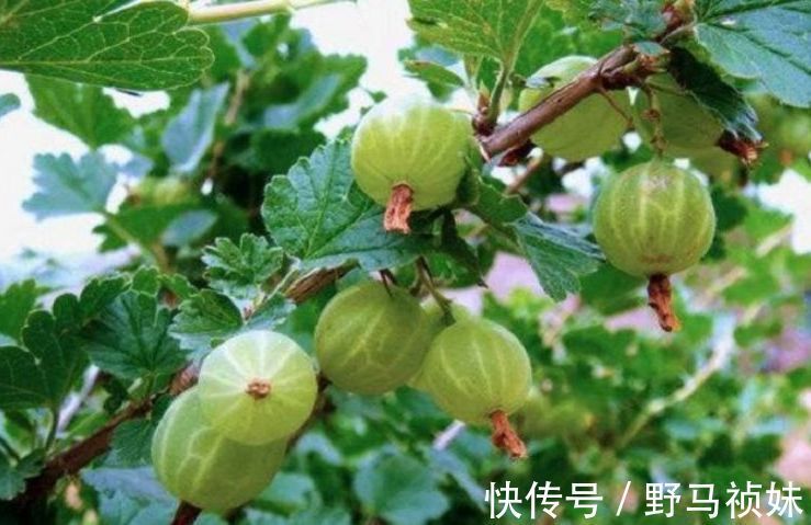 营养|每天晚上坚持吃3种食物,补充营养、增强体质,早吃早好!