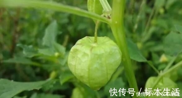 中草药|农村这种野草，是一种珍贵中草药，治疗痔疮效果很明显