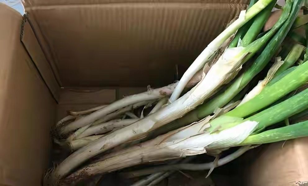 大葱炒肉|保存大葱很简单,不空心不烂,放半年都不坏,冬天随取随吃