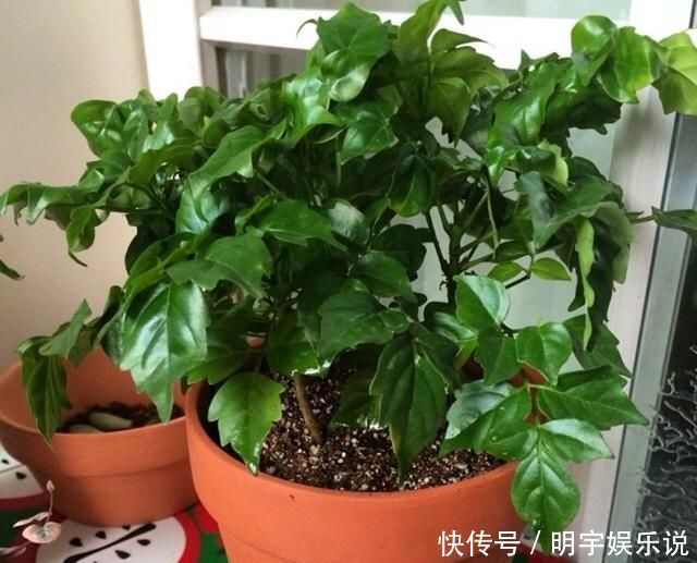 甲醛苯|这“2种”树,比花卉好养,能够吸“甲醛”,养一盆好处真不少